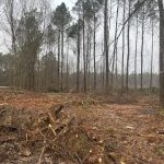 Bradley County Timberland for sale
