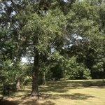 Beauregard Parish Residential land for sale