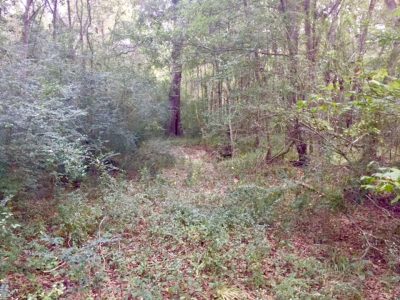 Agricultural property for sale in Beauregard Parish