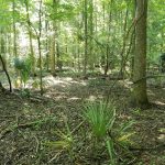 Catahoula Parish Agricultural property for sale