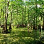 Catahoula Parish Ranchland property for sale