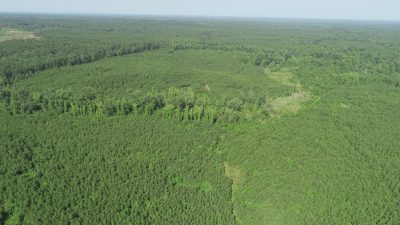 Timberland for sale in Webster Parish