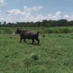 Agricultural property for sale in Natchitoches Parish