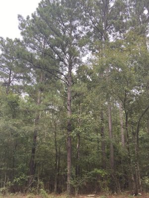 Bienville Parish Hunting property for sale