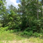 Timberland property for sale in Jackson Parish