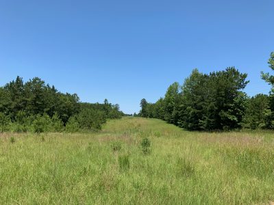 Timberland for sale in Jackson Parish