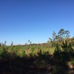 Bienville Parish Timberland property for sale