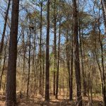 Morehouse Parish Recreational property for sale