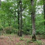 Hunting property for sale in Lincoln Parish