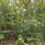 Timberland for sale in Winn Parish