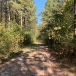 Timberland property for sale in Morehouse Parish