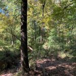 Morehouse Parish Timberland property for sale