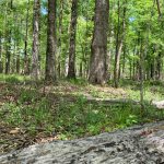 Investment land for sale in Jackson Parish