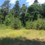 Natchitoches Parish Timberland for sale