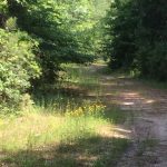 Natchitoches Parish Timberland property for sale