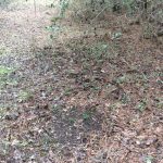 Investment land for sale in Covington County
