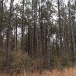 Covington County Recreational property for sale
