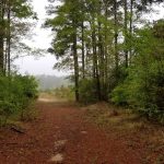 Timberland property for sale in DeSoto Parish
