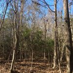 Residential land for sale in Grant Parish