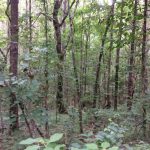 Timberland for sale in Catahoula Parish