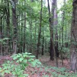 Recreational land for sale in Catahoula Parish