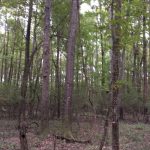Hinds County Development property for sale