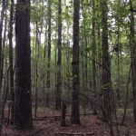 Development property for sale in Hinds County