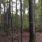 Hinds County Development land for sale