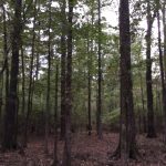 Commercial land for sale in Hinds County