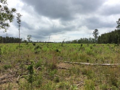 Natchitoches Parish Timberland for sale