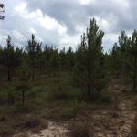 Natchitoches Parish Recreational land for sale