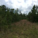 Timberland for sale in Natchitoches Parish