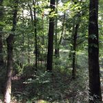 Timberland property for sale in Hinds County