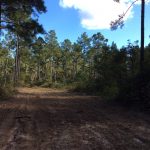 Caldwell Parish Hunting land for sale