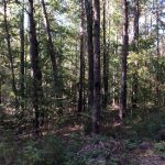 Caldwell Parish Hunting land for sale
