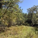 Caldwell Parish Timberland property for sale