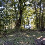 Timberland for sale in Caldwell Parish