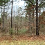 Timberland for sale in Catahoula Parish