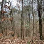 Hunting land for sale in Catahoula Parish