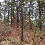 Hunting property for sale in La Salle Parish