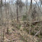 Adams County Timberland property for sale