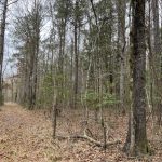Caldwell Parish Timberland property for sale