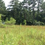 Investment land for sale in Beauregard Parish