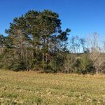Development land for sale in Acadia Parish
