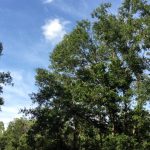 Timberland for sale in Jefferson Davis Parish