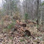 Timberland property for sale in West Feliciana Parish