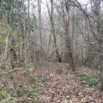 Recreational land for sale in West Feliciana Parish