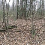 West Feliciana Parish Timberland property for sale