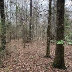 West Feliciana Parish Investment land for sale