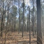 Timberland for sale in Caddo Parish